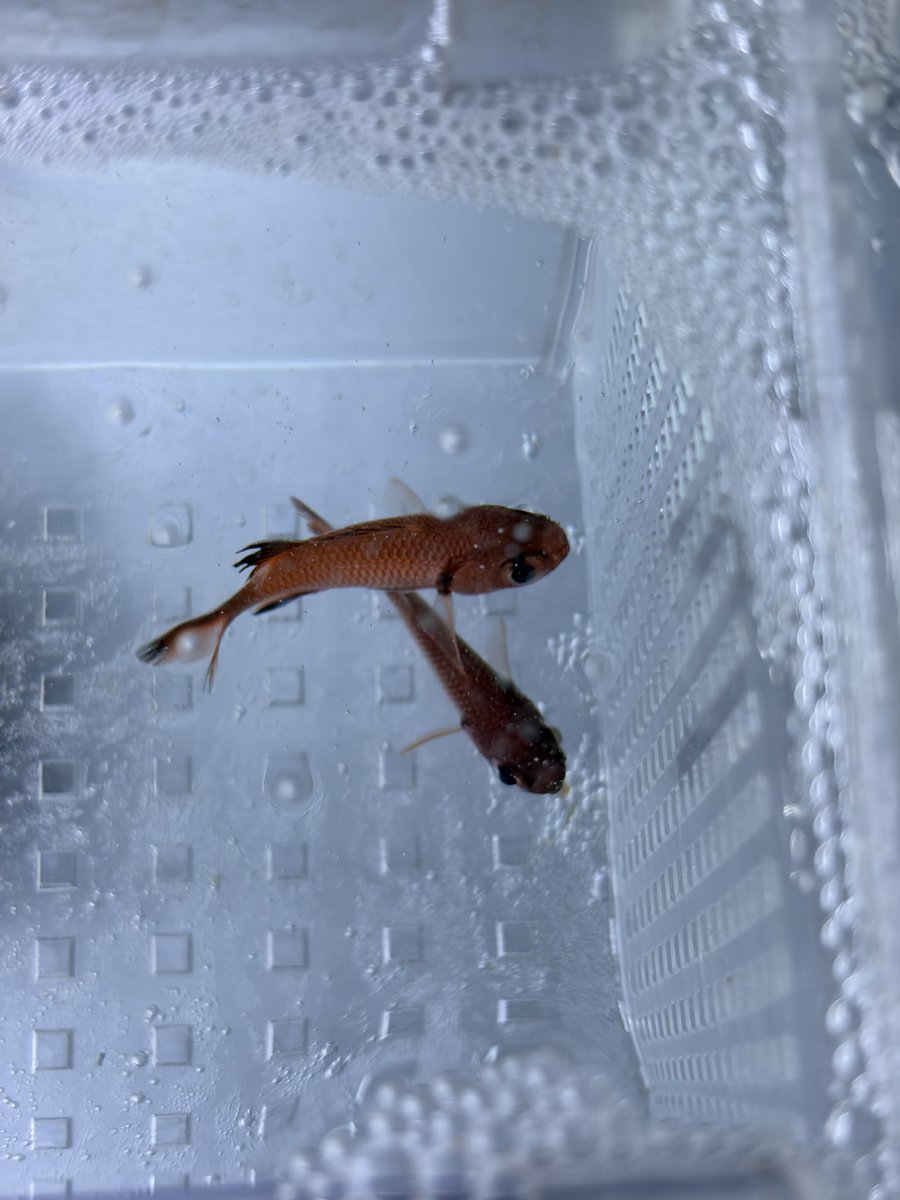 ZARIGANI_18's tweet photo. 9/20 アクアリウムバス
海水魚もお持ちします‼️
・ハタタテダイ
・ムレハタタテダイ
・アヤメエビス
・アカマツカサ
・ナミチョウ
・フウライチョウ
・サクラダイ
・アカオビハナダイ
・オトヒメエビ
内容変わるかもしれませんが今のところ上記個体を予定しております‼️
 #アクアリウムバス
 #アクバス https://t.co/HJVXiaNyzq