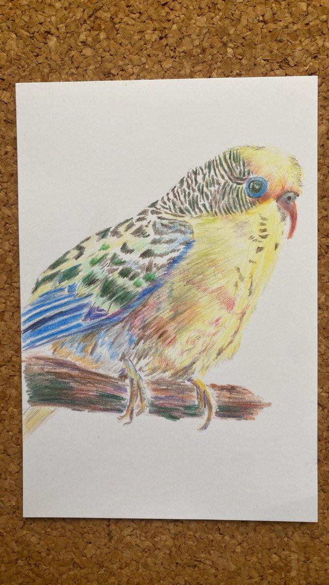 663n8wWuOzxD6KJ's tweet photo. ハガキサイズのケント紙に色鉛筆でオウムを描きました♪ https://t.co/XgqgOEonG6