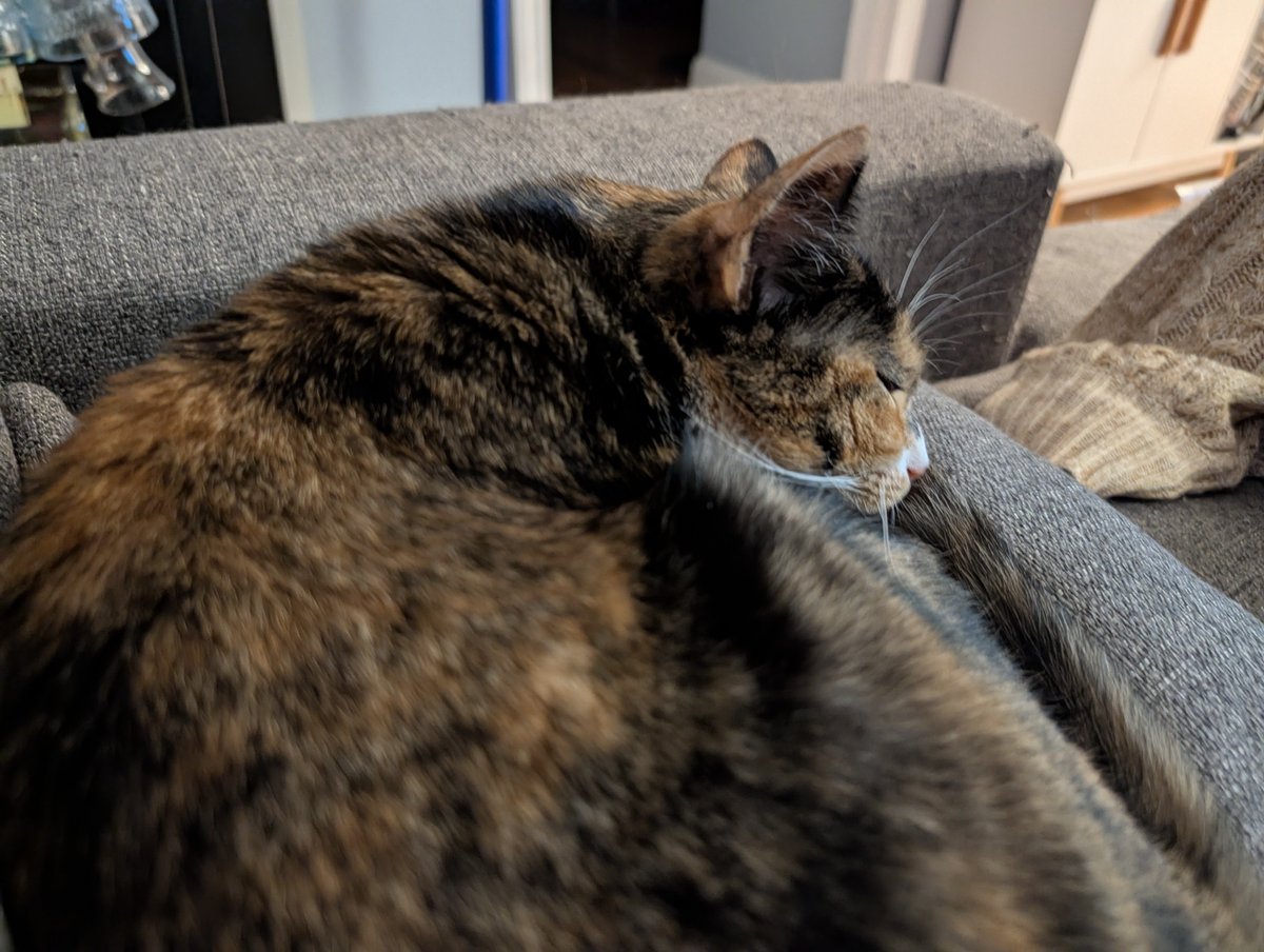 katekatydid_'s tweet photo. hanging out with oomfs' cats https://t.co/DrKLbsDOrp