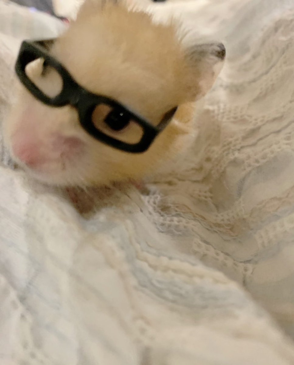 TweetsOfHamster's tweet photo. https://t.co/UZsZU8MTIL