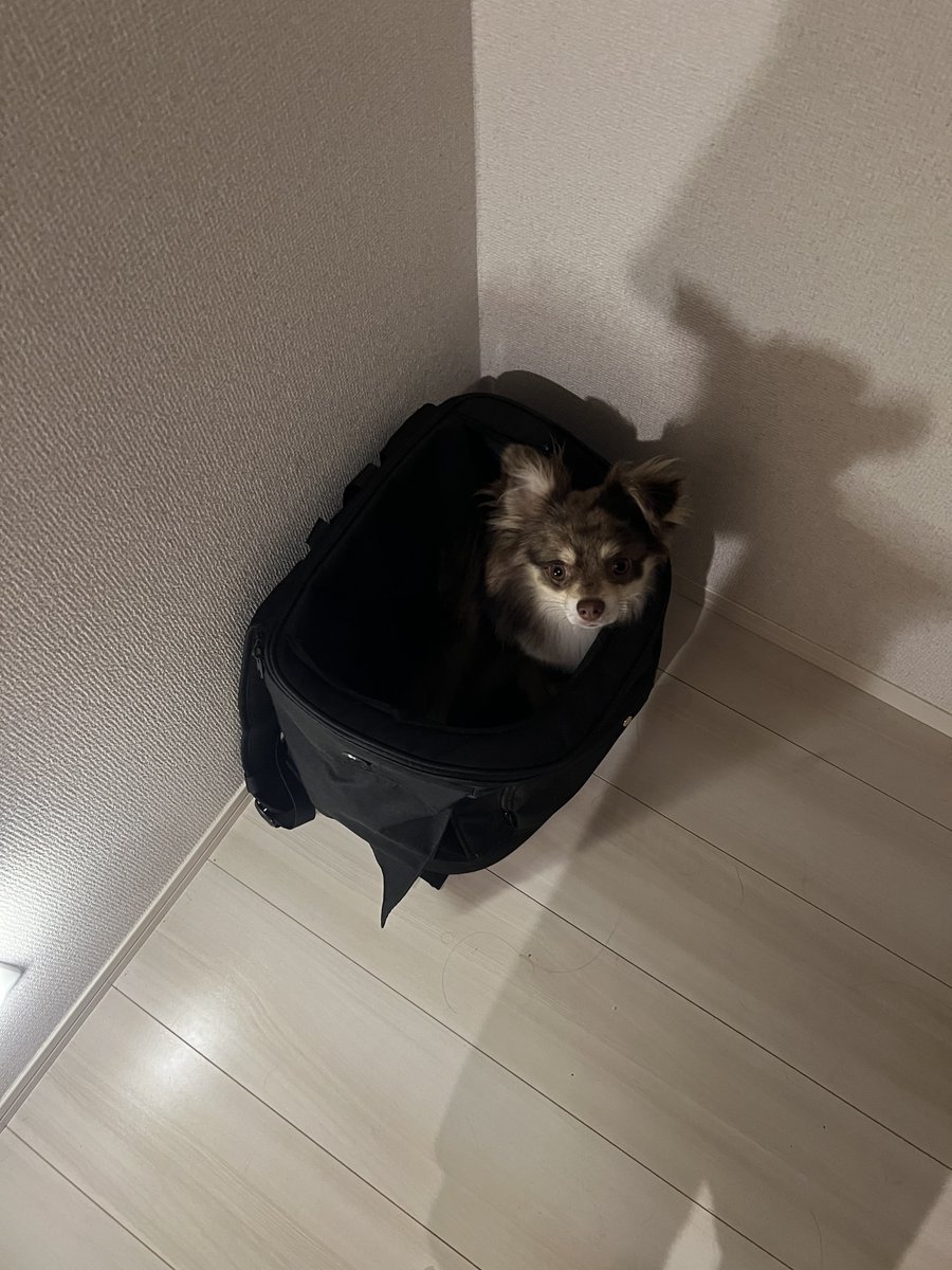 bebebe_spl's tweet photo. 散歩行きたい犬 https://t.co/rv3Ge1nOlN