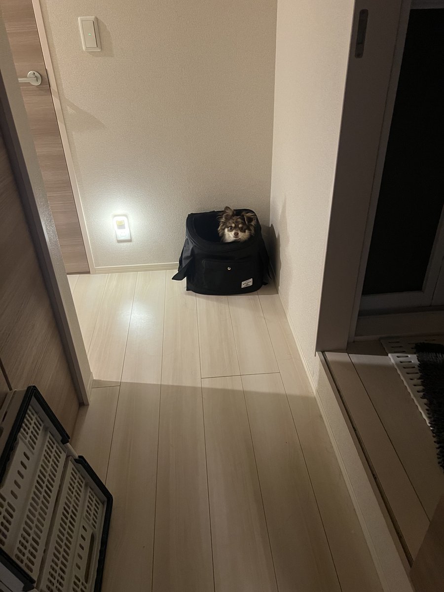 bebebe_spl's tweet photo. 散歩行きたい犬 https://t.co/rv3Ge1nOlN