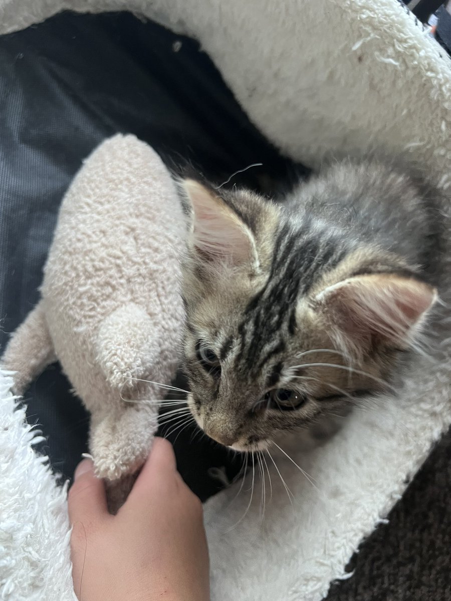 ara_n406's tweet photo. 致死量のパヤを放流して良いと聞いて馳せ参じた🐱 https://t.co/GC97gAWTn2
