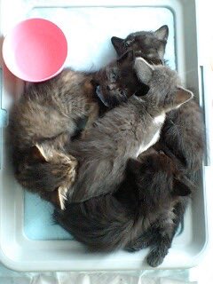 ara_n406's tweet photo. 致死量のパヤを放流して良いと聞いて馳せ参じた🐱 https://t.co/GC97gAWTn2