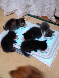 ara_n406's tweet photo. 致死量のパヤを放流して良いと聞いて馳せ参じた🐱 https://t.co/GC97gAWTn2