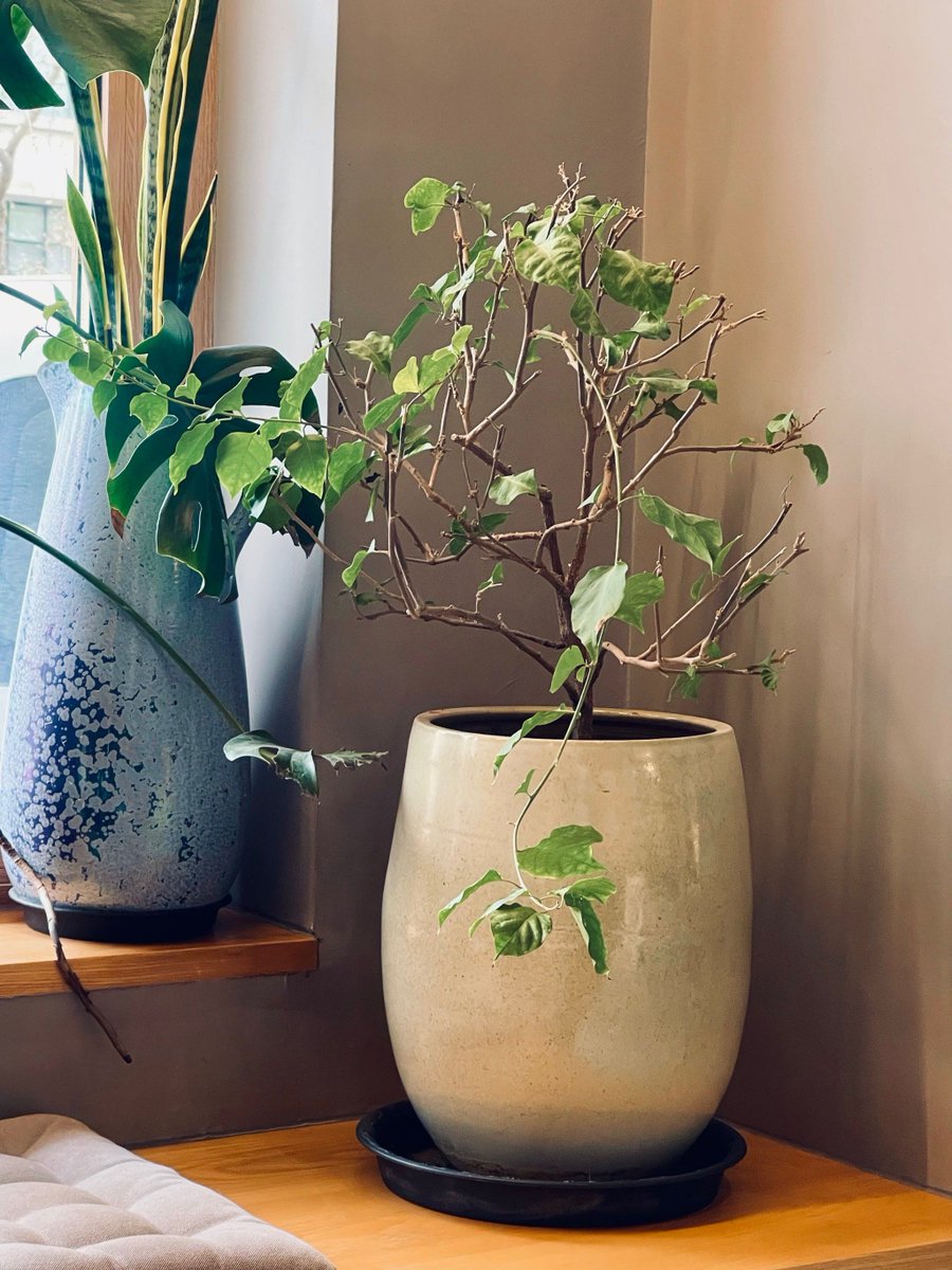 crowc993095's tweet photo. Today’s mood is cozy coffee + rainy afternoon — slow down and breathe, that’s all I need to keep going.， https://t.co/YSHIOi2XlS