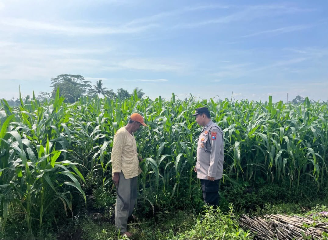 Humas_Pagak's tweet photo. Menindaklanjuti petunjuk dan arahan Karo SDM Polda Jatim Kombes Pol. Heru Budi Prasetyo, S.I.K. selaku Ketua Satgas ketahanan pangan Polda Jatim, Kapolres Malang Polda Jatim AKBP Rulian Syauri, S.H., S.I.K., https://t.co/0kvWsbDjgI. memerintahkan anggota untuk tanam lahan jagung https://t.co/4rvb3HaWim