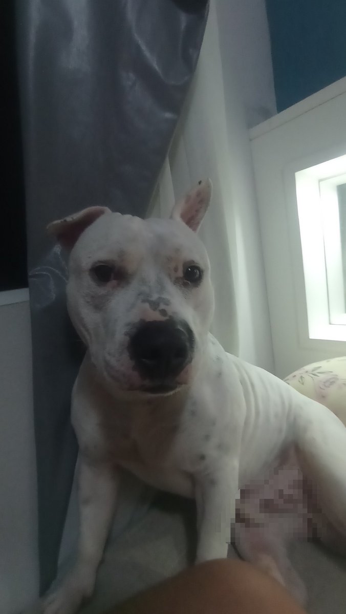 e7loe's tweet photo. ninguém  explica o amor que tenho pelo meu cachorro roliço gordo folgado https://t.co/rDdBWdVyHb