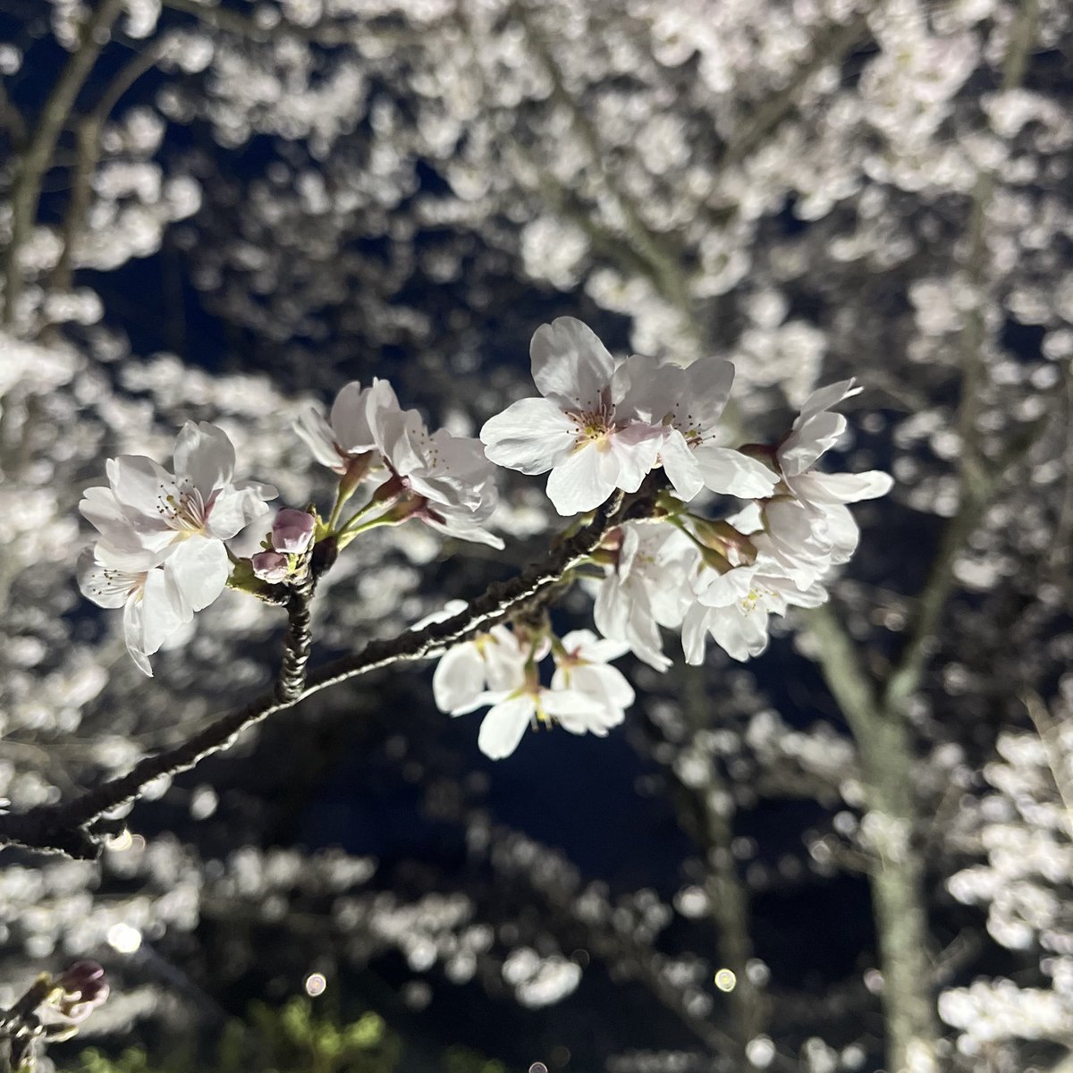 n__hoo0's tweet photo. 今さら桜の写真を投下 https://t.co/oHJBDyHZCC