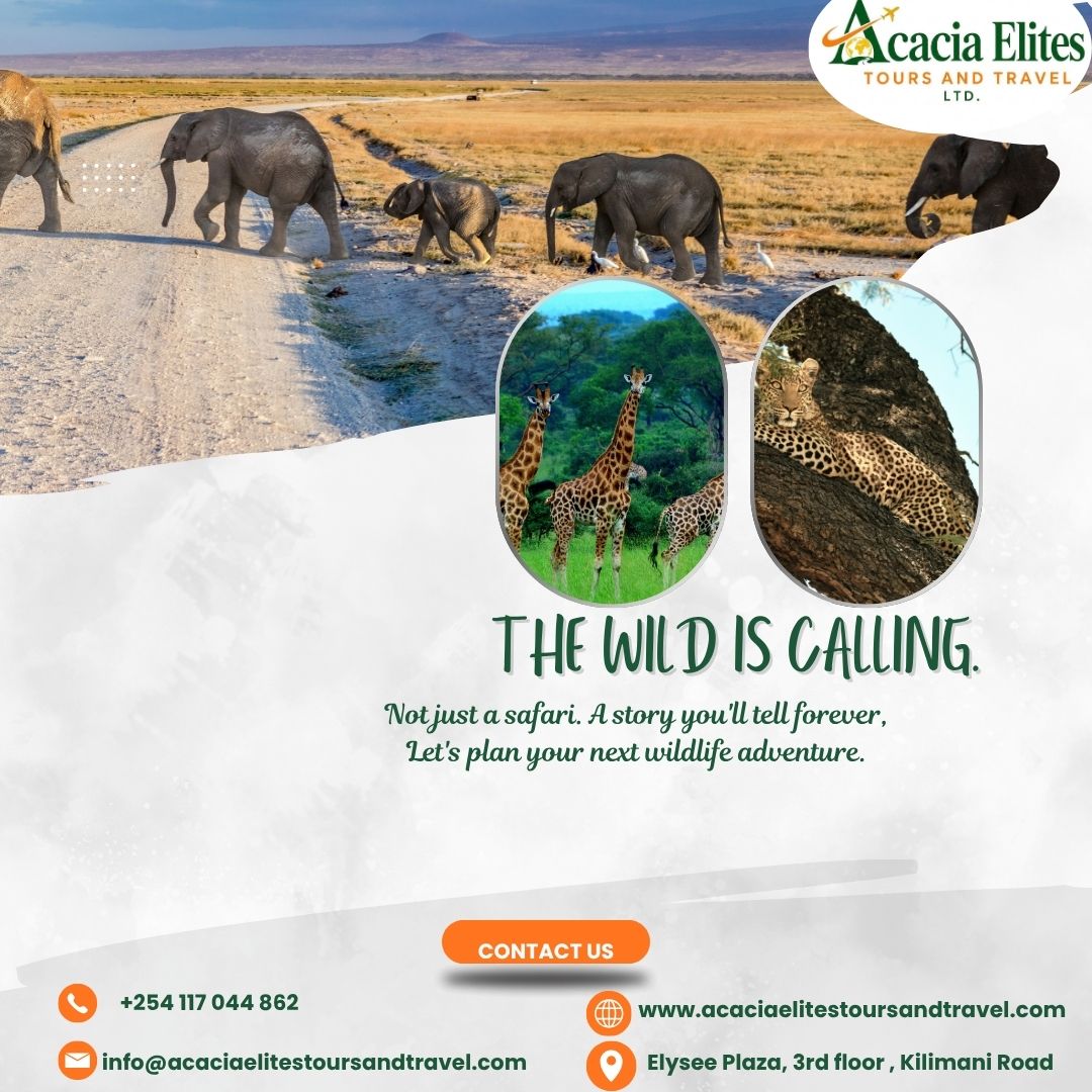 AcaciaElites's tweet photo. Some memories aren’t made by scrolling, they’re made out there, in the heart of nature. 

Ready to make your own wild memories?

 Let Acacia Elites Tours and Travel plan your next adventure.

📞 +254 117 044 862 
📩info@acaciaelitestoursandtravel.com https://t.co/Og65YOcqhY