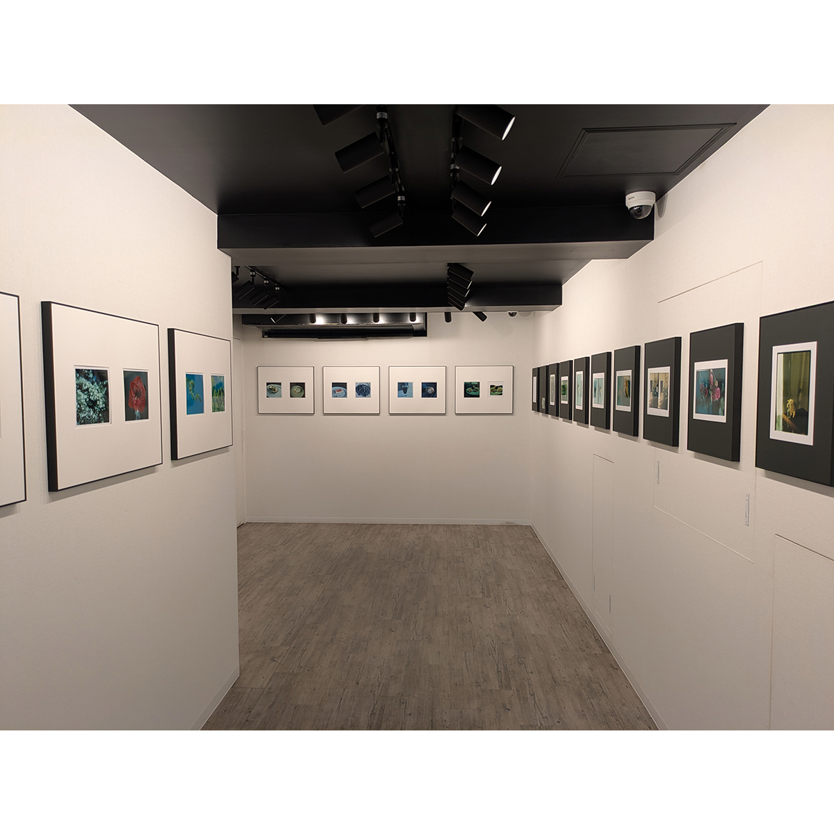 IlfordJapan's tweet photo. 写真展情報💁‍♂️

トナカイ（松本慎一） 写真展
「暗闇で手を伸ばす」
2026年9月16日(水)～24日(木)　10:00～18:30
※最終日は17:00まで
定休日 日曜
CO-CO PHOTO SALON
東京都中央区銀座3-11-14 ルート銀座ビル4F

●展示詳細（CO-CO PHOTO SALON　HP)
https://t.co/BNwzeM7hpl https://t.co/w9B62NyL0O