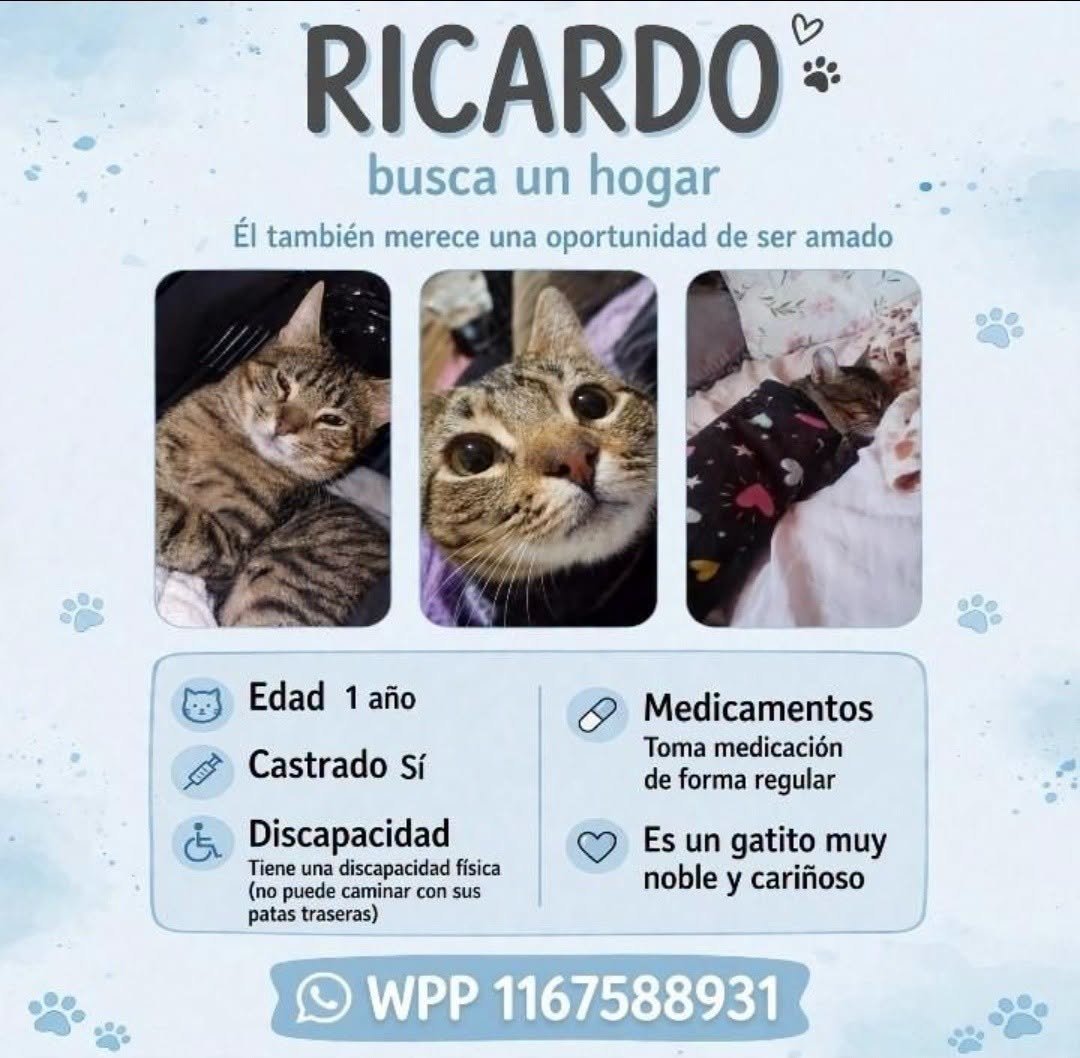 DeGatitos_'s tweet photo. GATITO EN ADOPCION EN PACHECO.

CONTACTO Y DESCRIPCIÓN EN LA FOTO

#GatitosenadopciondefansZONANORTE https://t.co/aCbxiAnbXt