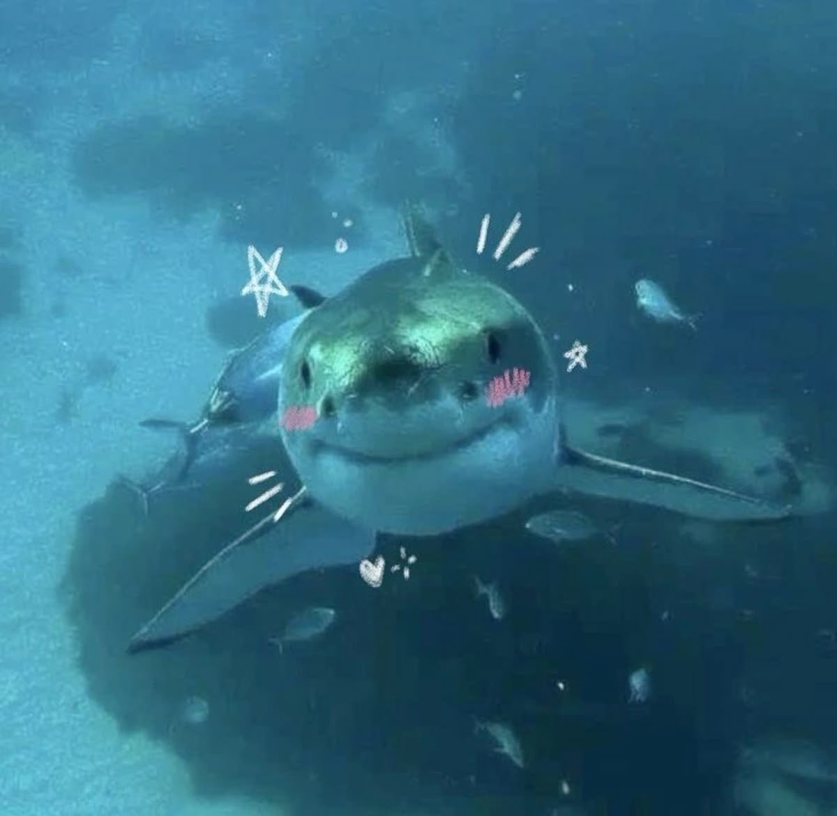 rawfearss's tweet photo. macklin celebrini the happiest sharkling to ever exist oh my spunch :( https://t.co/uMDD2Y67P4