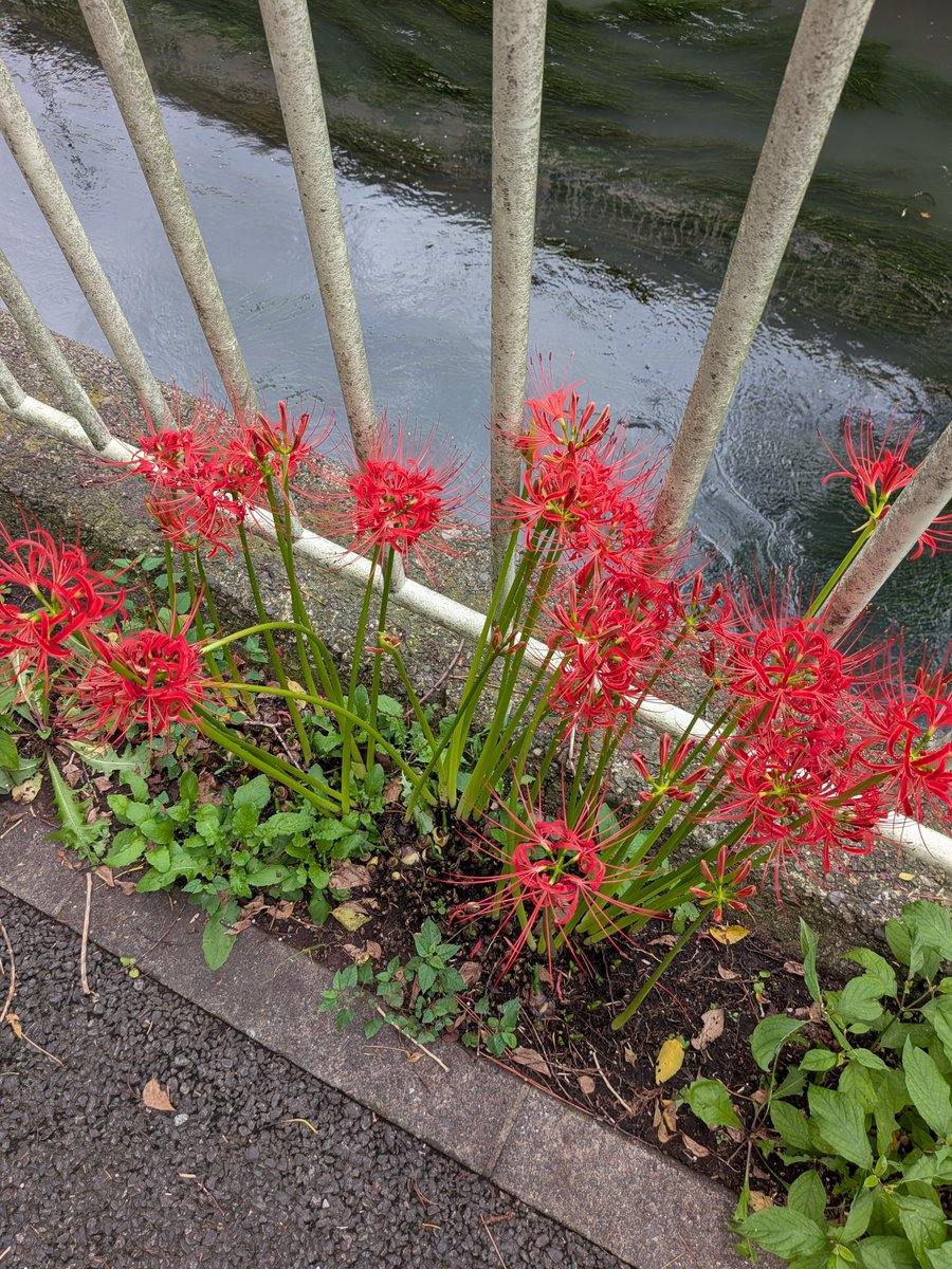 inokashira0805's tweet photo. 仕事の休憩中に川沿いを散歩🚶
気分転換に最適な時間を過ごせて小さな幸福感のひととき😊

金木犀の香りに漂いながら彼岸花も咲いていてより秋らしさを吸収出来たのが満足😆 https://t.co/7TnKJCANuj
