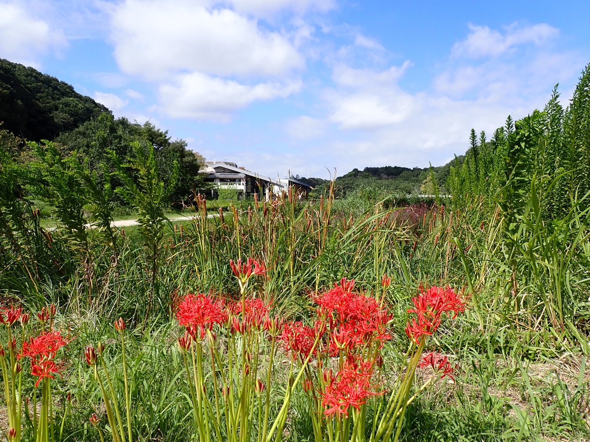 matsudo21kouen's tweet photo. 【🌳植物紹介🪻】
今年も #ヒガンバナ が咲き始めました❣️
#みどりの里 や #野草園 に自生しています🪻
１週間で枯れてしまうそうなので🤩
見頃は #シルバーウィーク いっぱいです💨
#21世紀の森と広場 #モリヒロ https://t.co/WQDC4J7JHV