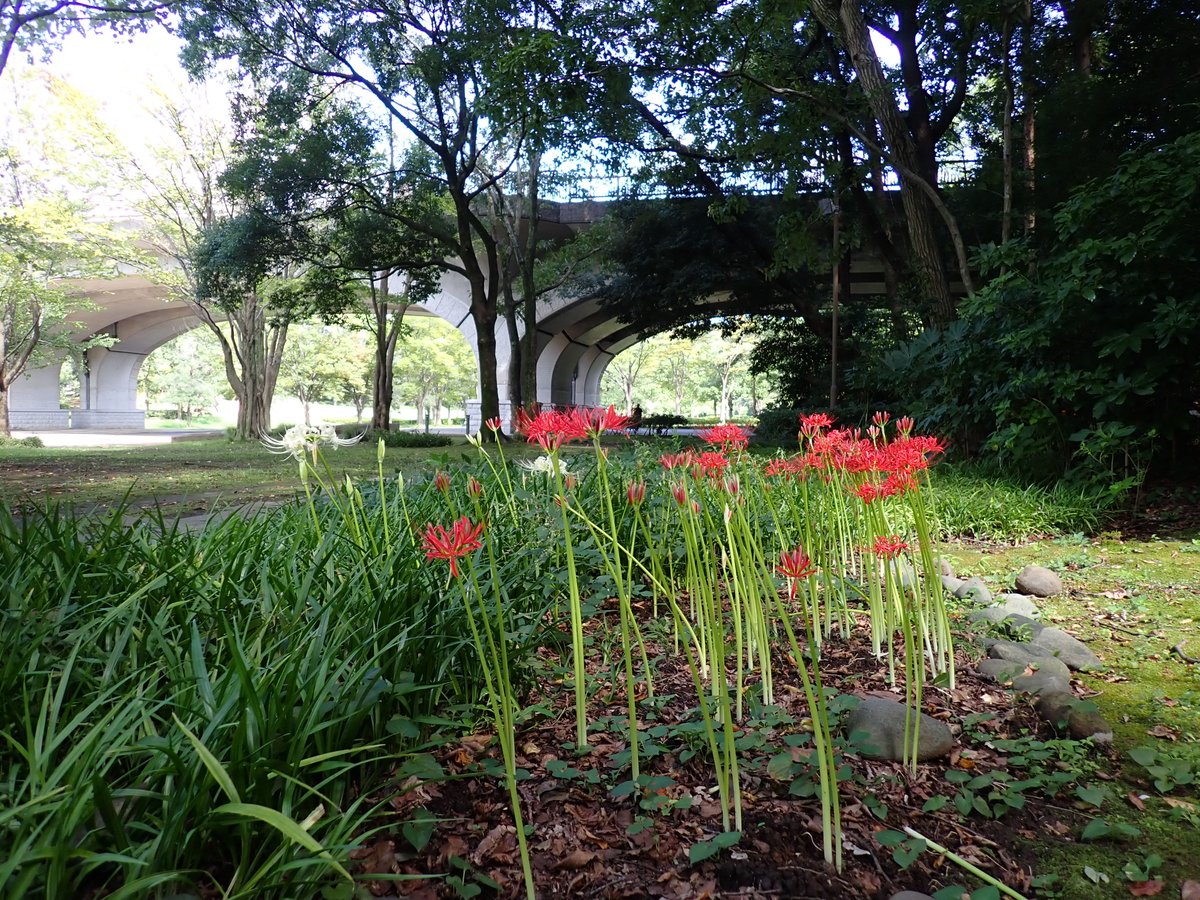 matsudo21kouen's tweet photo. 【🌳植物紹介🪻】
今年も #ヒガンバナ が咲き始めました❣️
#みどりの里 や #野草園 に自生しています🪻
１週間で枯れてしまうそうなので🤩
見頃は #シルバーウィーク いっぱいです💨
#21世紀の森と広場 #モリヒロ https://t.co/WQDC4J7JHV