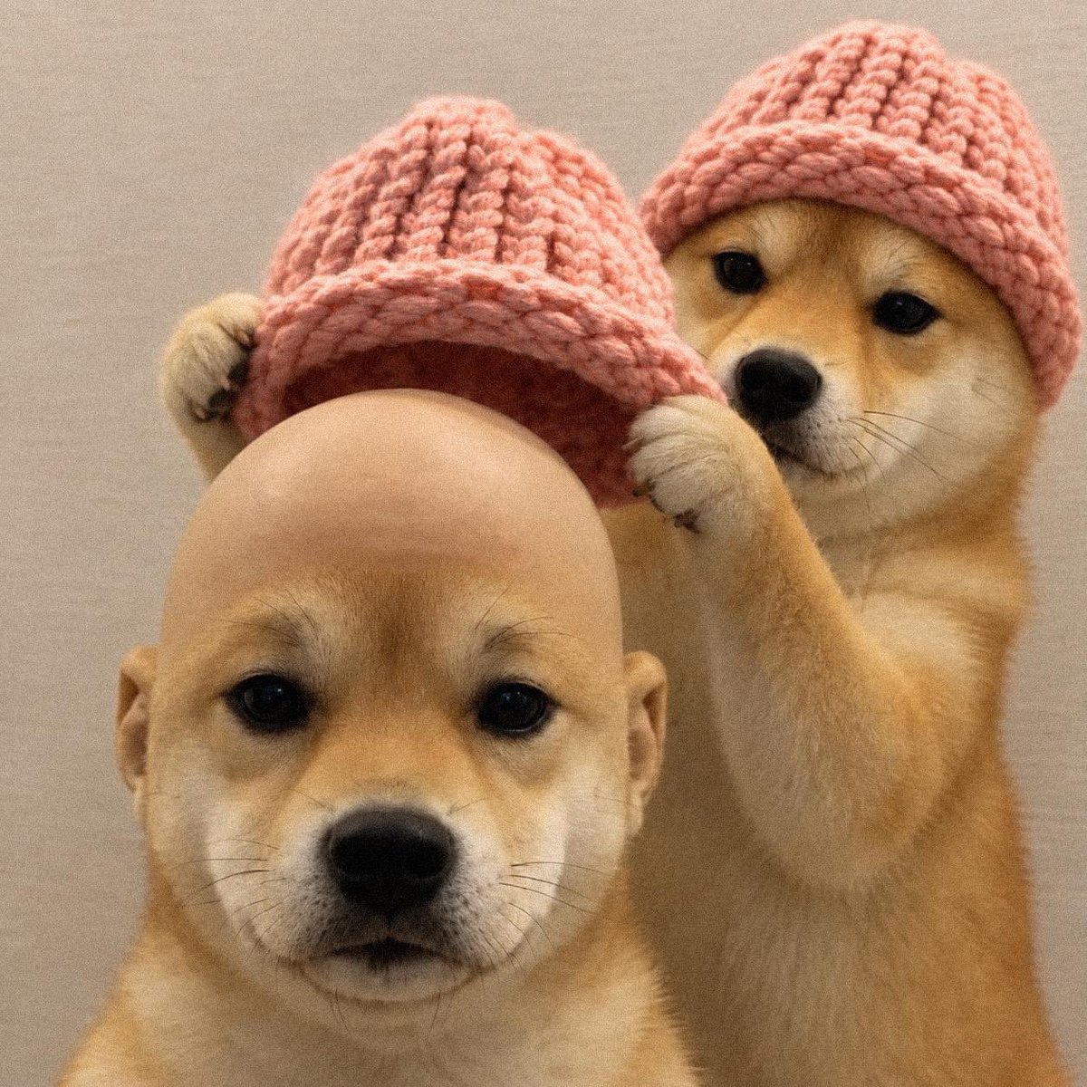 dogwifcoin's tweet photo. If $wifout get $wif https://t.co/Z22hd6xGlF