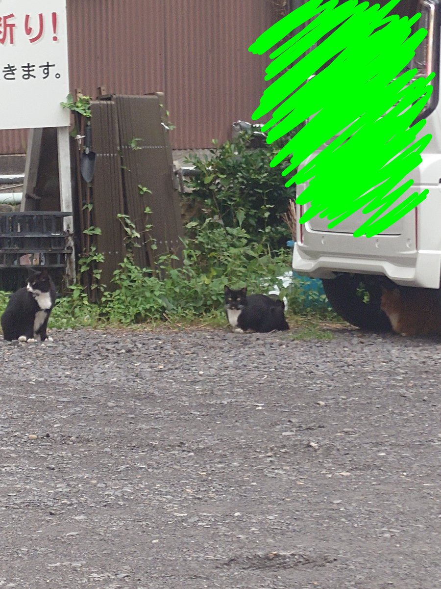 crystalusatan's tweet photo. 野良猫さん3匹😸 https://t.co/vX88XwiXRO