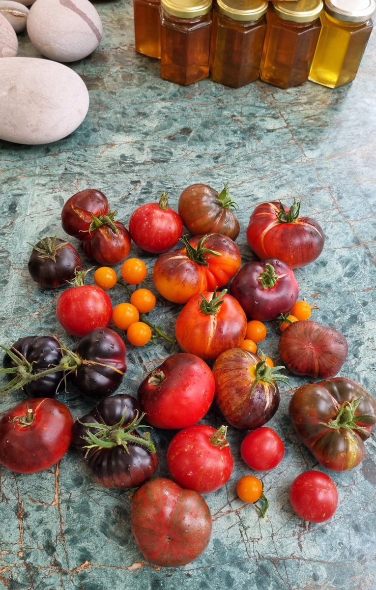 rya7nadamjef2fr's tweet photo. Just tried the organic heirloom tomatoes from the local farmers’ market—burst with sun-ripened sweetness, no watery aftertaste, perfect for a quick caprese. 10/10 for fresh, seasonal picks! https://t.co/YrswI3YdzW