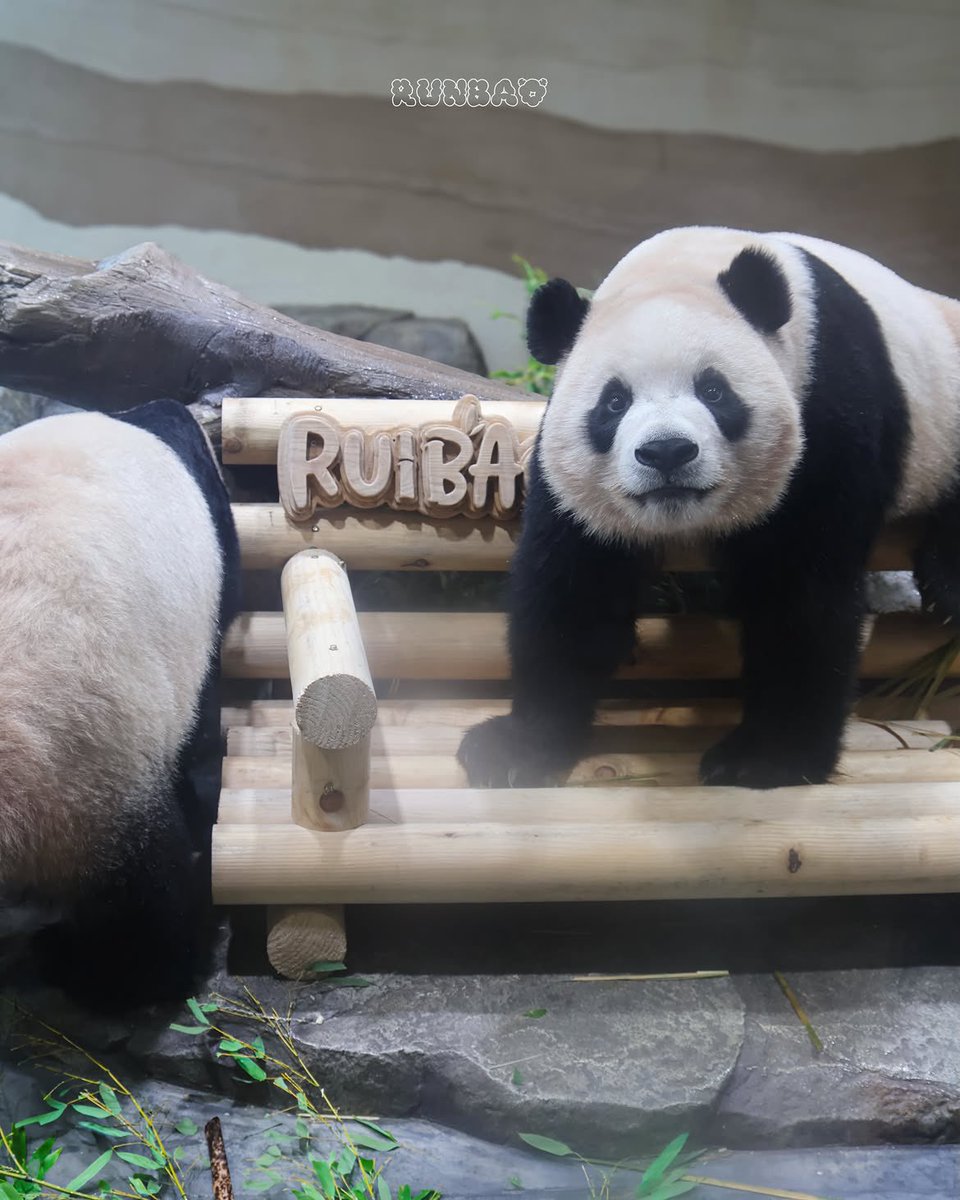 RUNBAO77's tweet photo. 260707 #루이바오 #Ruibao #ルイバオ #睿宝 https://t.co/IJAyRBZsVo