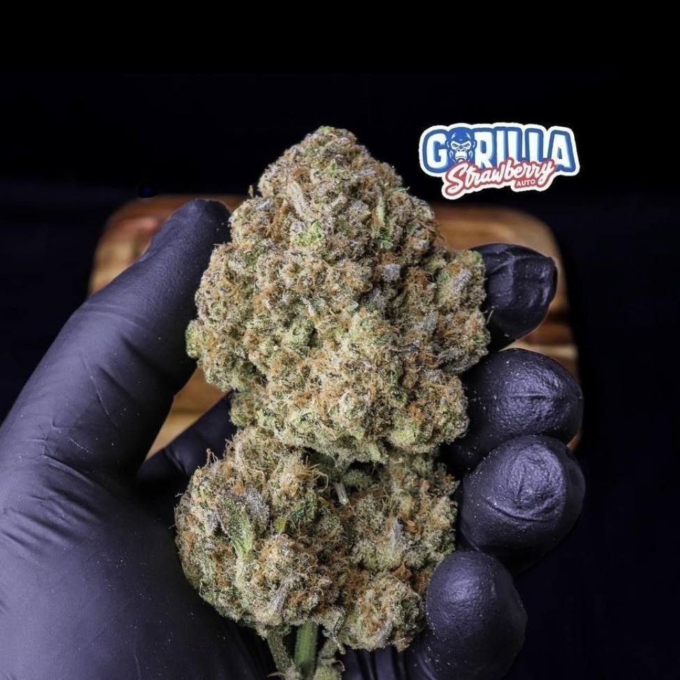 popeyeseed's tweet photo. Strawberry Gorilla Auto

チャンピオン。第1回アメリカンオートフラワーカップの優勝者。
地球上で最も強力なオートの一つ。総カンナビノイド含有量29.86%
純粋なストロベリー風味。希少なテルペンプロファイルが、本物の超濃厚なイチゴ味を生み出します。 https://t.co/tCfjXk9ulp