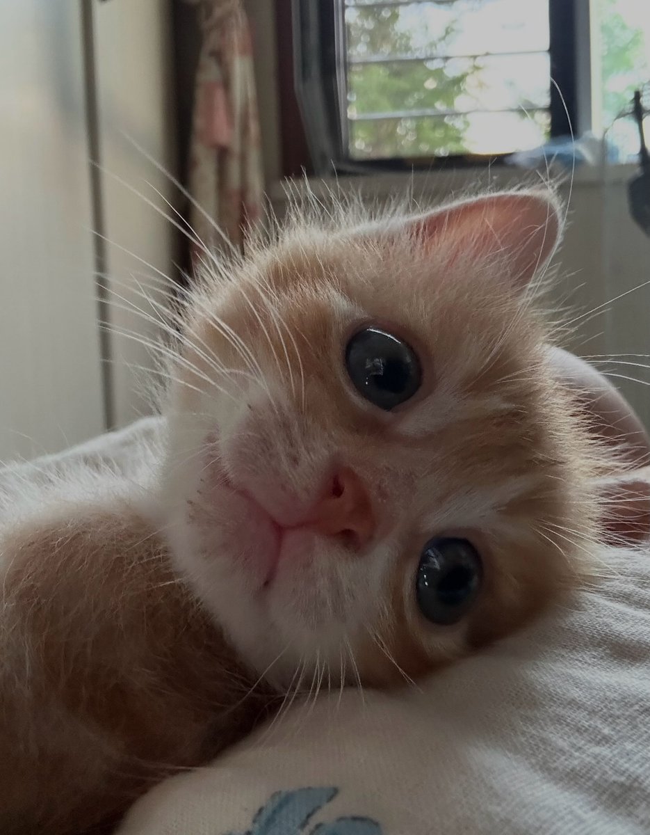 PostofcatsX's tweet photo. https://t.co/iVfv1KkVQp