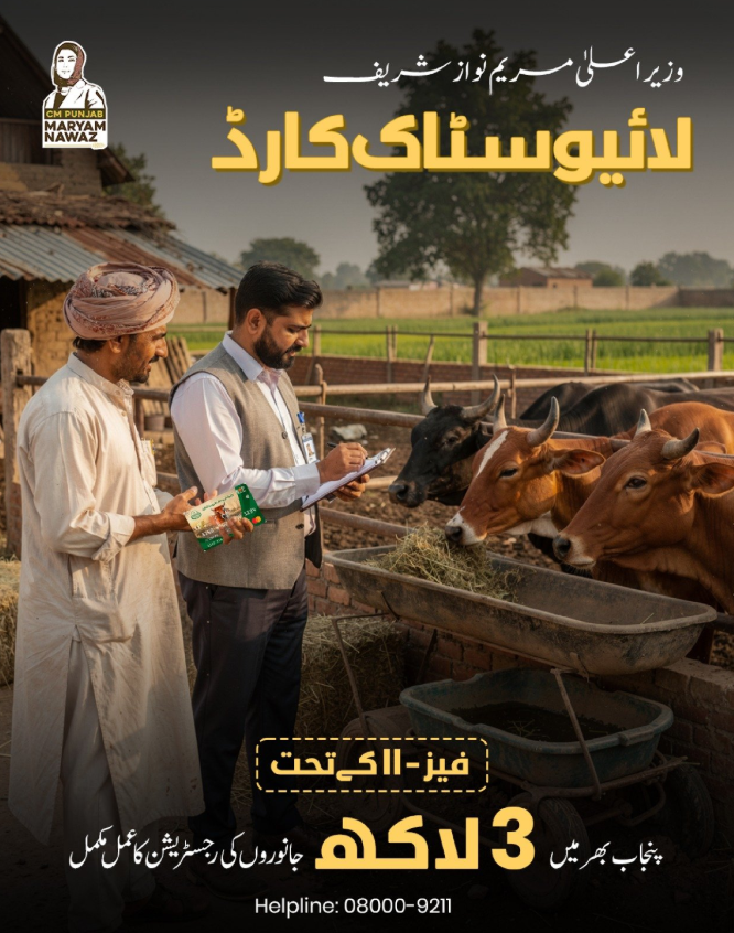 Laraib74868985's tweet photo. 🐄 وزیر اعلیٰ مریم نواز شریف لائیوسٹاک کارڈ
پنجاب کے لائیوسٹاک فارمرز کے لیے بلاسود قرضوں کی سہولت اور آسان رسائی کی جانب اہم اقدام۔
✅ 23,285 درخواستیں منظور
✅ 1,31 بینک آف پنجاب برانچز سے کارڈ کا حصول
✅ 135,000 سے 540,000 روپے تک بلاسود قرضہ
✅ 25% نقد رقم نکلوانے کی سہولت
#لائیوسٹاک_کارڈ #کسان_کی_خوشحالی #پنجاب_کی_ترقی #دیہی_ترقی #فارمرز_کی_مدد #مویشی_پال_کسان  #بلاسود_قرض #کسان_فلاح