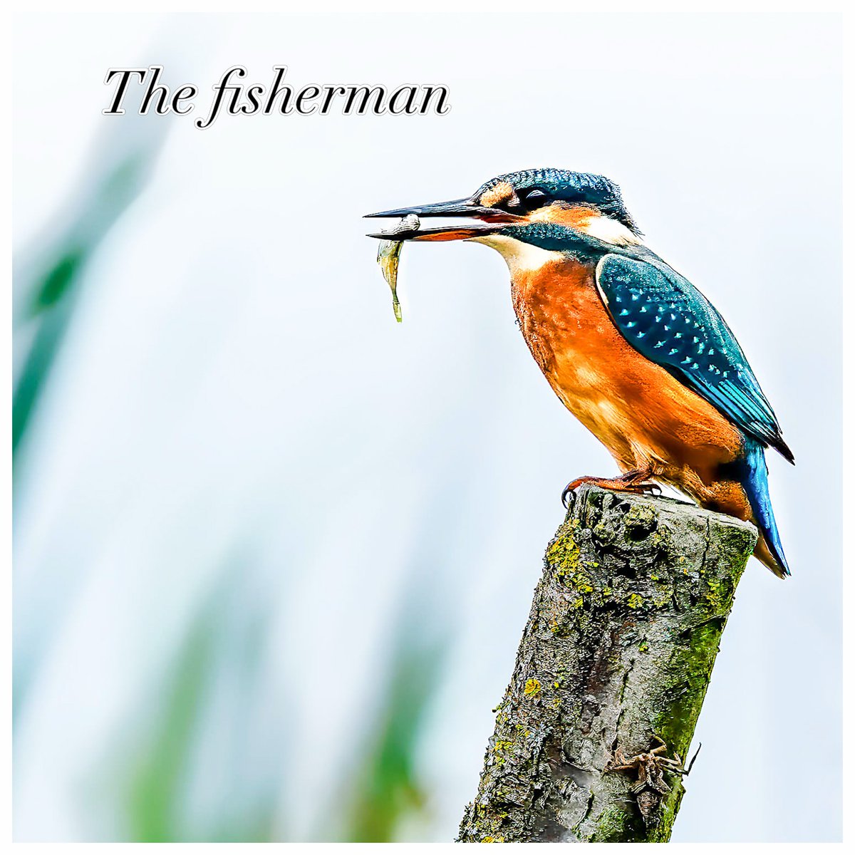 RemonaScheegvg's tweet photo. Kingfisher lunch time catch captured on Nikon
Kingfishers are a family, the Alcedinidae, of small to medium-sized, brightly coloured birds in the order Coraciiformes. They have a cosmopolitan distribution: most species live in the tropical regions https://t.co/cuiJR5oiq8