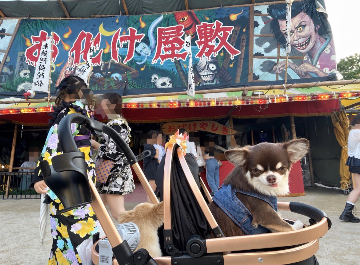 hirokichi_r's tweet photo. お祭りだぁ✨わっしょい🐶✨

おら...
👻お化け屋敷🏮は
いやなりよぉ...🐶

#筥崎宮 #放生会 #お化け屋敷 https://t.co/WzQe6eh02Y