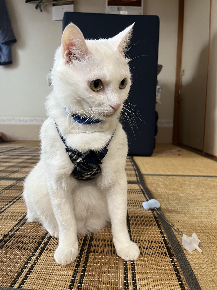 natsume_enikki's tweet photo. フル装備にゃ〜😺 https://t.co/7zwW90gPPm