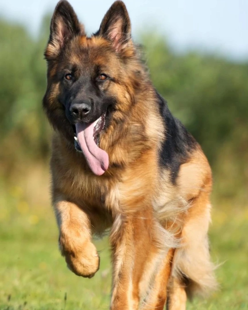 JamieFairc29036's tweet photo. Awesome photo😍😍❤️❤️
#ShepherdJoyful #GSDFriends #ShepherdGoals #TrainingDay #HerdingDogs #GermanShepherdusaloverrr https://t.co/a23nCNKo9m