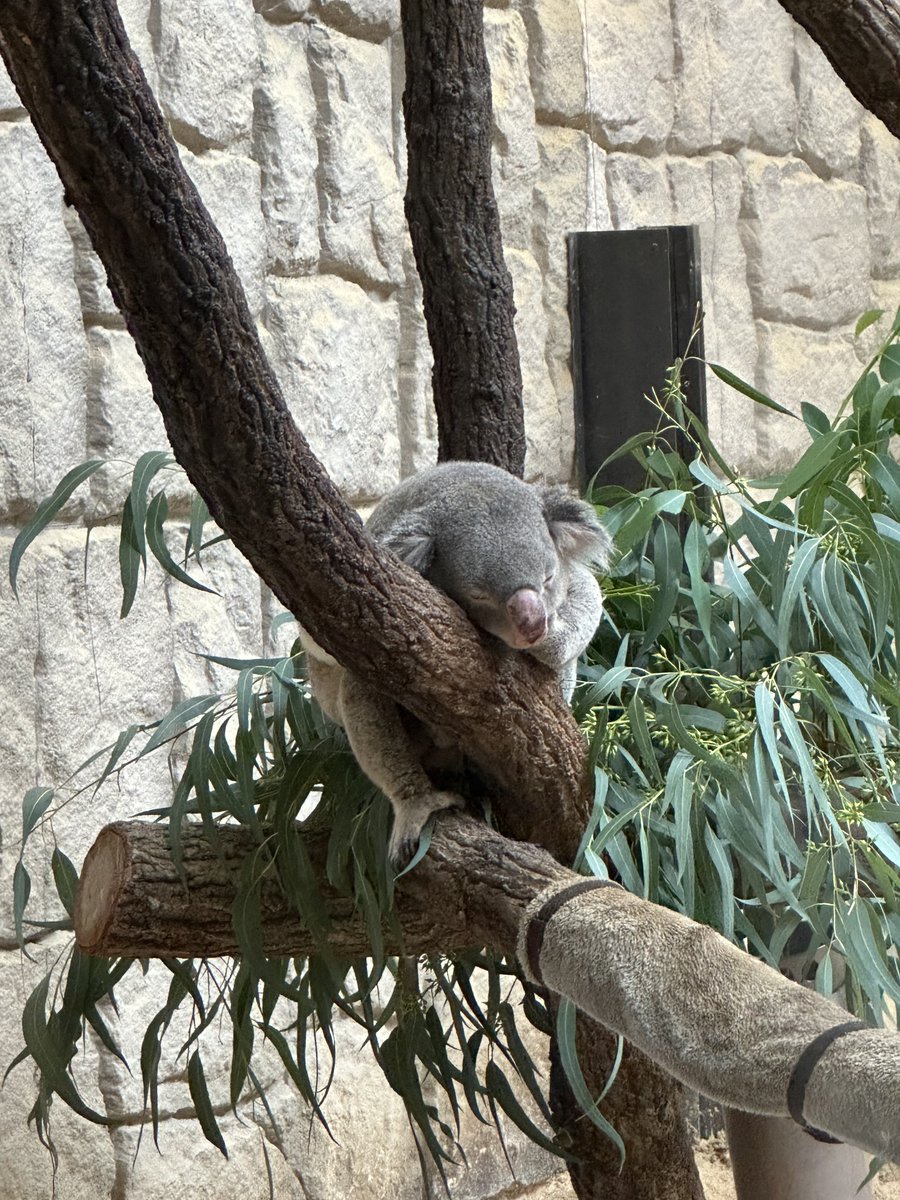 meeepn___'s tweet photo. 名古屋観光 その1 東山動物園🐨
小さい時によく連れてきてもらった1番思い入れがある動物園😊✨
コアラが日本に初めて来た動物園の1つでも有名なので見どころ！
シロクマちゃんも可愛かった～🐻‍❄️🧊
#ポケぬい https://t.co/BRPm7rj5F6