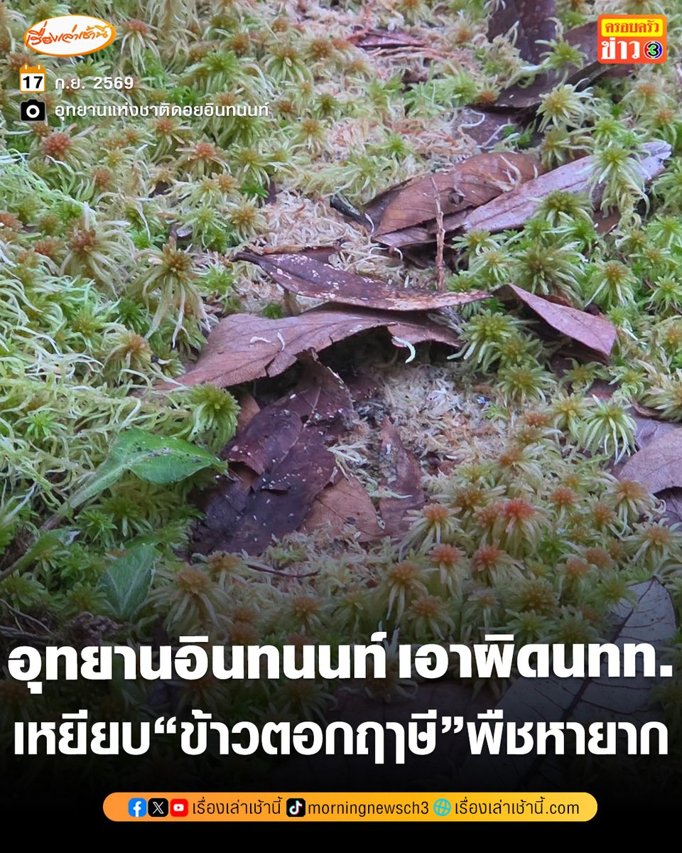 MorningNewsTV3's tweet photo. เจ้าหน้าที่อุทยานแห่งชาติดอยอินทนนท์ แจ้งความเอาผิดนักท่องเที่ยว 10 ราย เดินฝ่าแนวกั้นเส้นทางศึกษาธรรมชาติอ่างกา ไปถ่ายรูป เหยียบ "ข้าวตอกฤๅษี" เสียหายหลายจุด ชี้เป็นพืชหายาก เปราะบางสูง ใช้เวลาหลายปีฟื้นฟู

อ่านข่าว : https://t.co/WhT5N22c3J

#เรื่องเล่าเช้านี้ #ครอบครัวข่าว3 #ข่าวสังคม