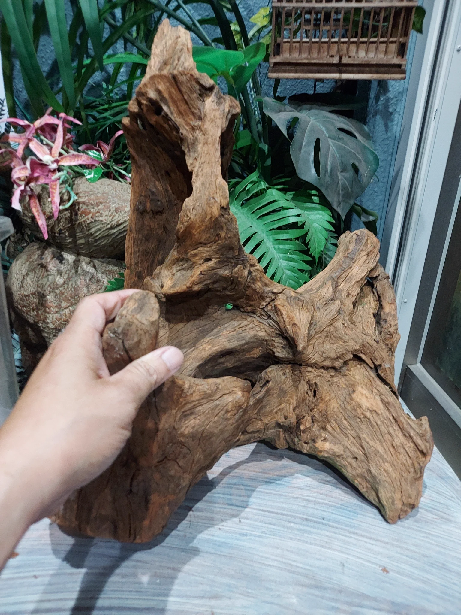 Great Reptiles BPF-G on X: 