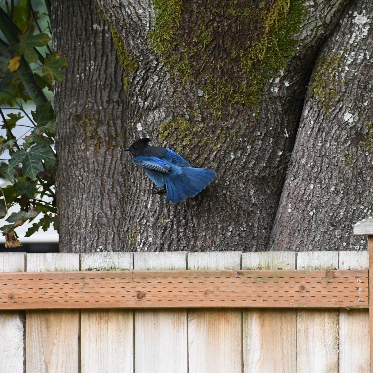 Photogentix's tweet photo. Wall running?
#StellersJay https://t.co/7g5pYnNVIA