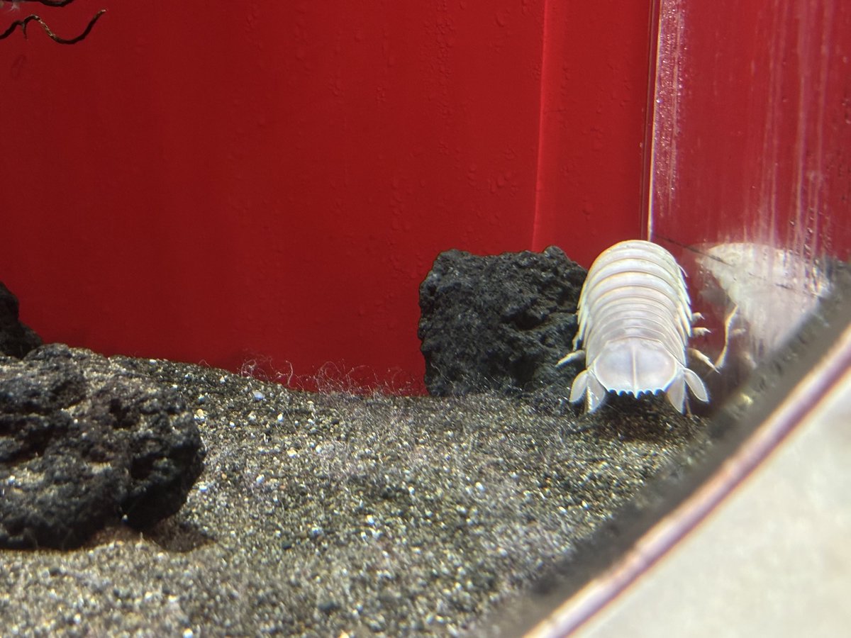 wms_19's tweet photo. サメの中でもシロワニが最推しで
#魚朱印 もらいに行ったら
ランダムでシロワニ出たし
添い寝出来るんじゃないかくらい
ずっといてくれた
色んなシロワニに会ってるけど
この子が本当に最推しで
多分向こうも私のこと好き https://t.co/iKRjoW7i7o