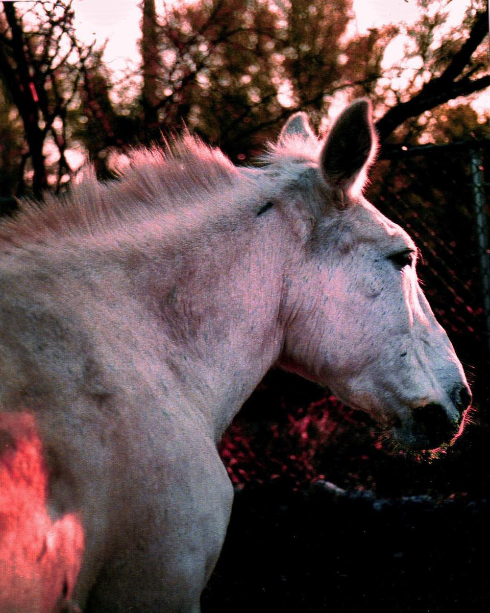 KarleneWecfnon's tweet photo. my lovely baby (Nikon FE2, expired color film) https://t.co/5aT7L0MdFO