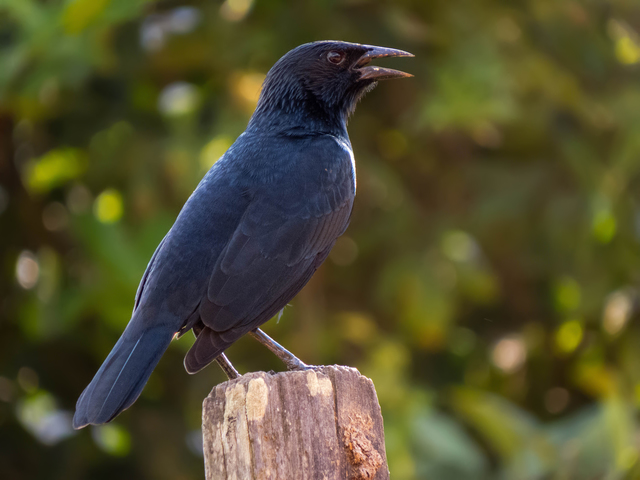 brasil_aves's tweet photo. 🇧🇷Pássaro-preto
🌎Gnorimopsar chopi
Conservação: Pouco Preocupante

O pássaro-preto é uma ave da ordem Passeriformes, da família Icteridae

📷 Wander Reis https://t.co/01IJdhWWA1