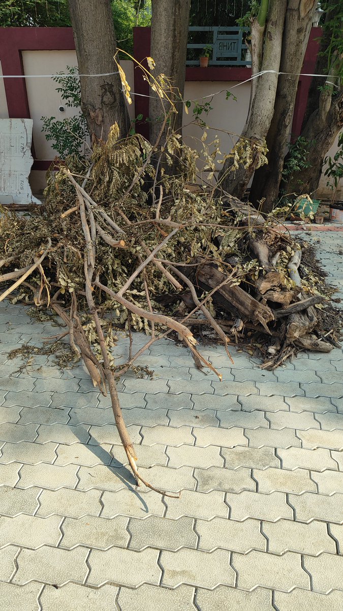 METRajan's tweet photo. @chennaicorp 

Pls remove the cut tree branches which are kept inside the TNHB Towers Flats.

Thanks for trimming the trees based on my earlier complaint. These cut branches are kept inside to be removed.

Loc :TNHB Towers Flats, Shenoy Nagar, Pulla Avenue, Chennai 30.

Ward 101 https://t.co/h2lAMj55S2