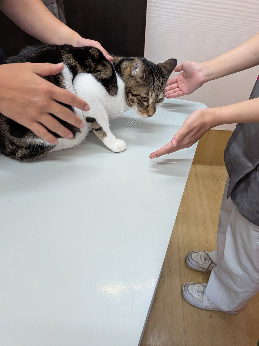ojm52811's tweet photo. 今回残念ながらミケちゃんとの血液が合いませんでしたが市川市で保護猫活動をされているイコールさん（@AdoptOnSatNight）にも急なお願いを快くお受けいただきました。イコールさん大変ありがとうございました。クッキーくん大人しくて良い子で頑張ってくれたね。本当にありがとう🙏 https://t.co/CNhYEUh6Ti