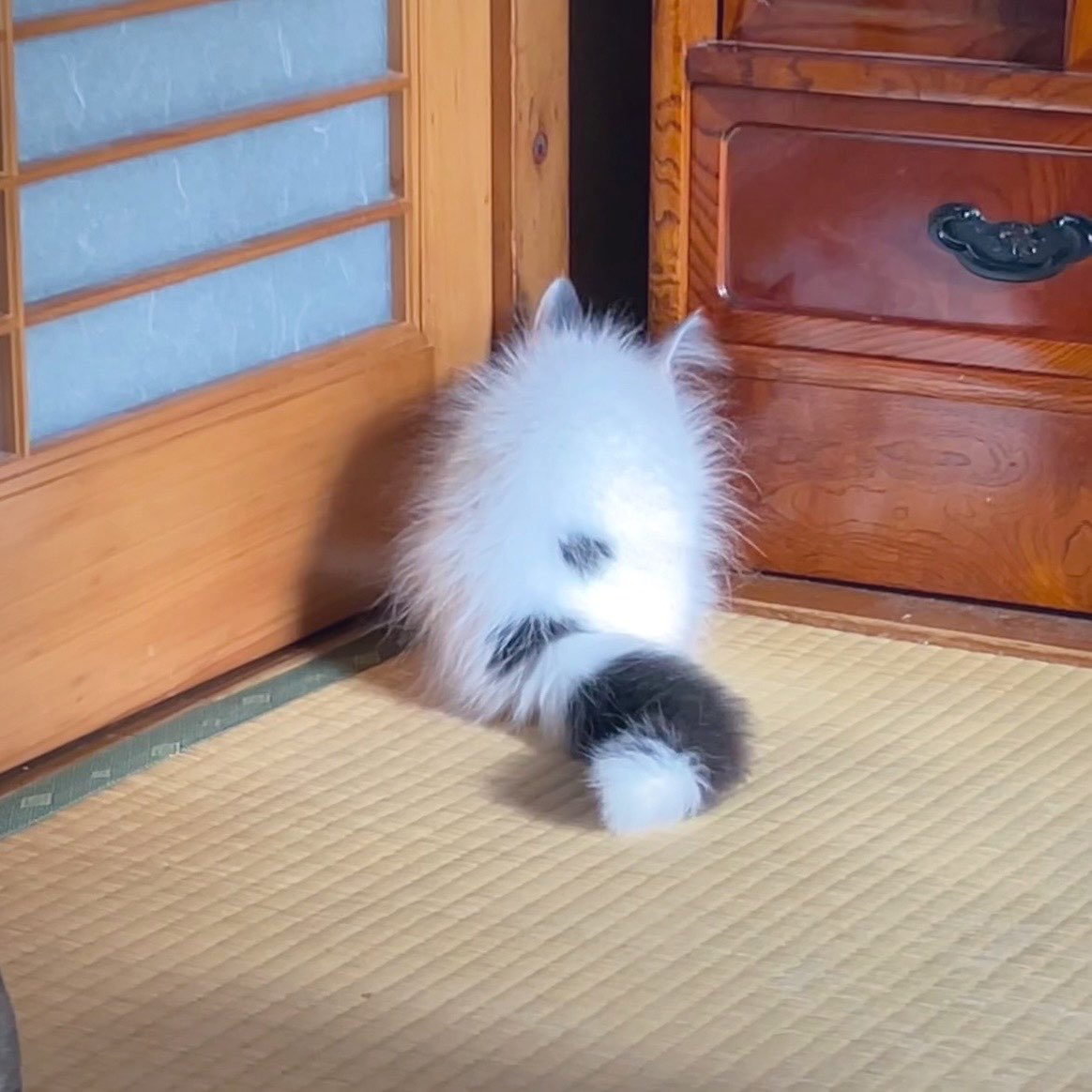 marmaladejam69's tweet photo. ウチのデカ猫もこんなにパヤパヤだった〜
綿毛の妖精〜 https://t.co/5gq37hDJOr