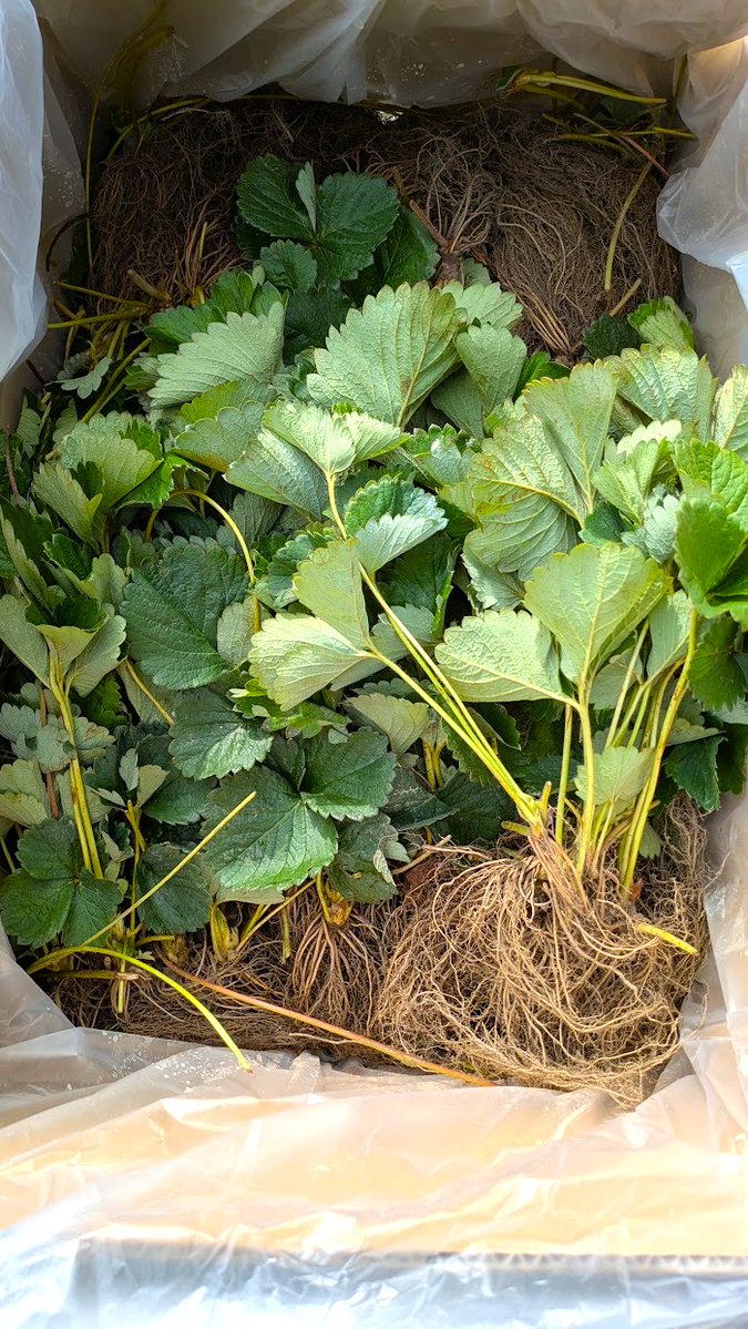 nogyoacademy's tweet photo. ＼促成栽培イチゴの定植作業／
促成イチゴの定植を行いました。昨年に引き続き、小規模のパイプハウス（3.6m×20m）で、高設栽培を行います。品種は「紅ほっぺ」、「やよいひめ」、「よつぼし」等を栽培します。
順調に生育すると、12月中旬頃から収穫ができる予定です。
#東京 #農業 https://t.co/BjHk46iP0p