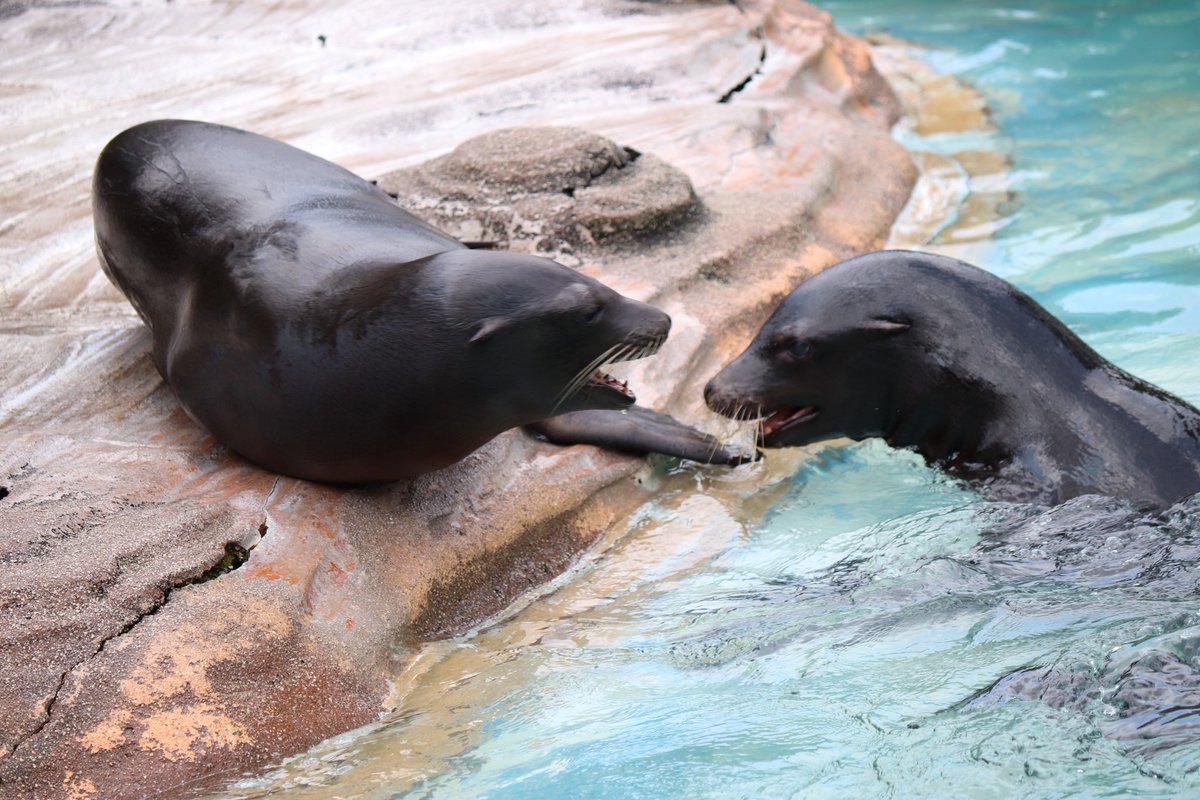 metodyka's tweet photo. 動物園来たよ〜 https://t.co/IeltpkaCok