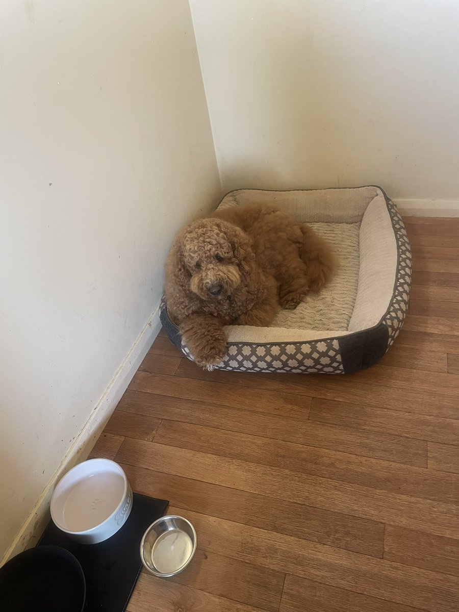 CathCath77's tweet photo. @B63Scotty #RelloBro!! He s Very excited !his hoomans are coming home today! How is Sir Andrew Pussington today! https://t.co/5xzVQpNYMZ