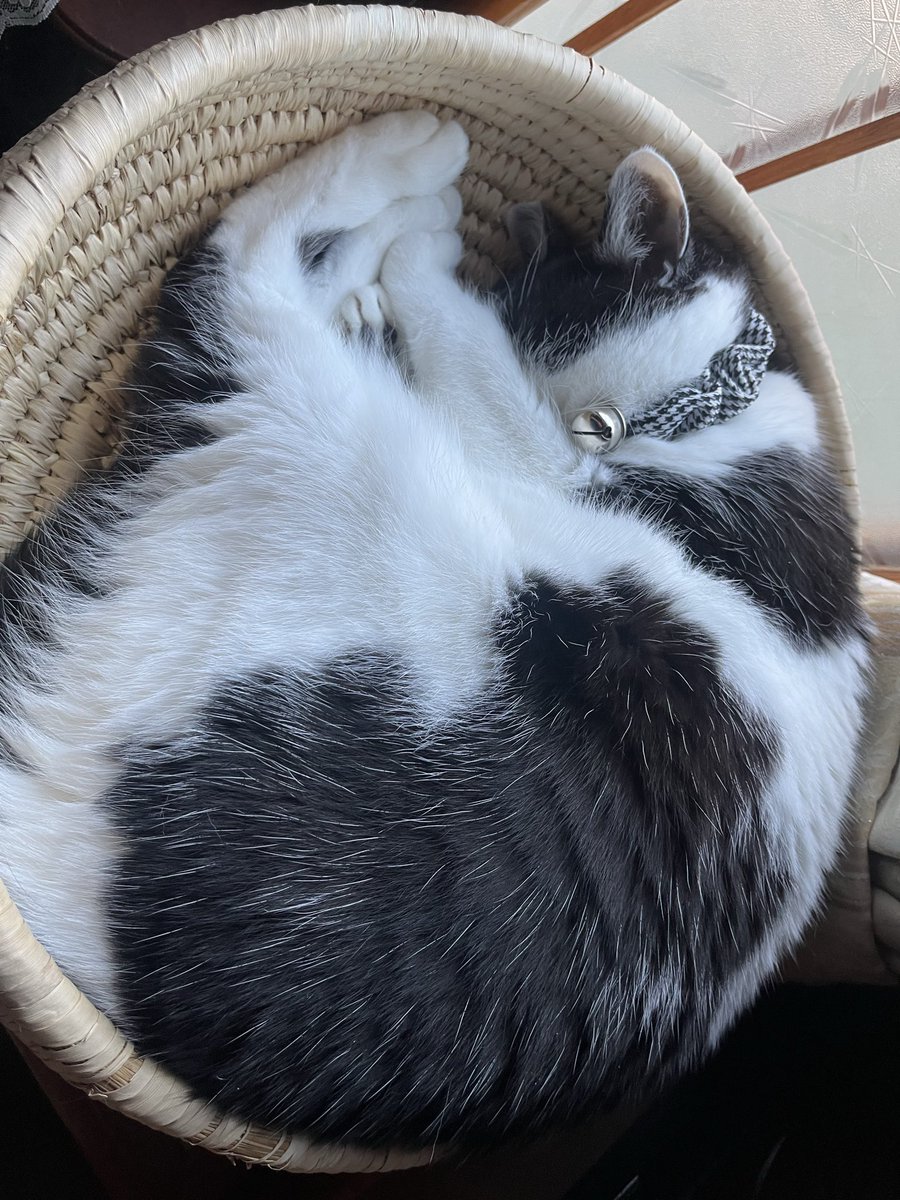 aho326's tweet photo. 寝姿はいつも自由形飛び込みスタイル
#猫 #猫好きさんとつながりたい #猫がいる生活 https://t.co/p2nyYc2QuH