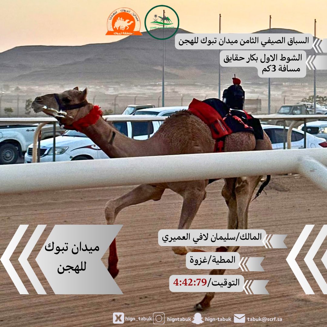 hign_tabuk's tweet photo. 📸 صور المطايا الفائزة بالأشواط الرئيسية في
السـباق  الصيفي الثامن  
🐪| حقايق
📆 الخميس 17 سبتمر2026
6 / 4 / 1448 هـ

#ميدان_تبوك_للهجن https://t.co/p75S7DosoU