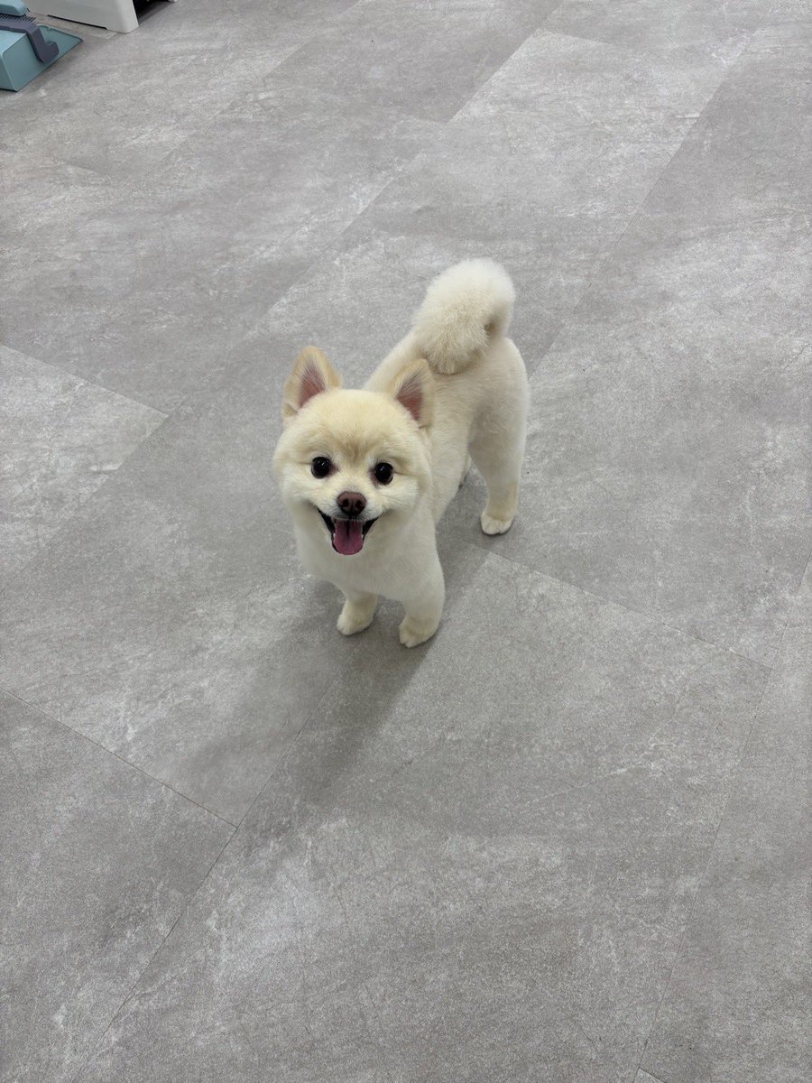 CHIKA49688965's tweet photo. キーちゃん🐶トリミングに行ってきました😊
🩷底抜け明るく生きよう🩷(じゃんけんず)
そこそこパー✋
@kinezukachannel 
なかなかグー✊
@naka_naka_good 
きれきれチョキ(CHIKA)✌️
・全パート生演奏です。宜しくお願い致します🙇🏻‍♀️💕
https://t.co/ybzlO8OtKF https://t.co/opDoGV9fbp