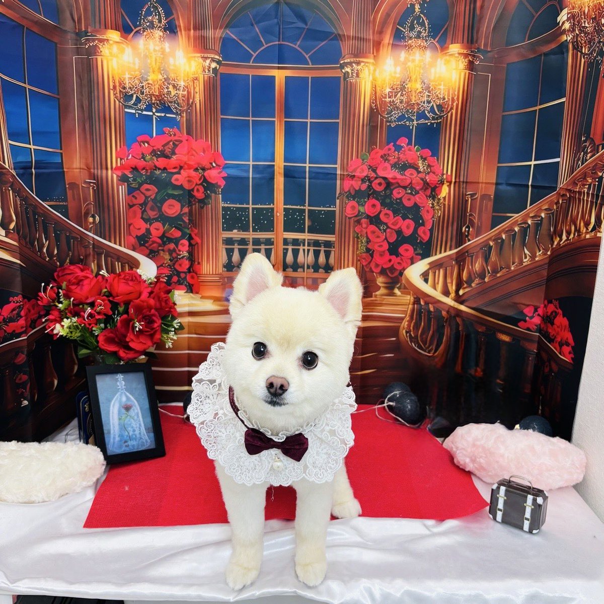 CHIKA49688965's tweet photo. キーちゃん🐶トリミングに行ってきました😊
🩷底抜け明るく生きよう🩷(じゃんけんず)
そこそこパー✋
@kinezukachannel 
なかなかグー✊
@naka_naka_good 
きれきれチョキ(CHIKA)✌️
・全パート生演奏です。宜しくお願い致します🙇🏻‍♀️💕
https://t.co/ybzlO8OtKF https://t.co/opDoGV9fbp