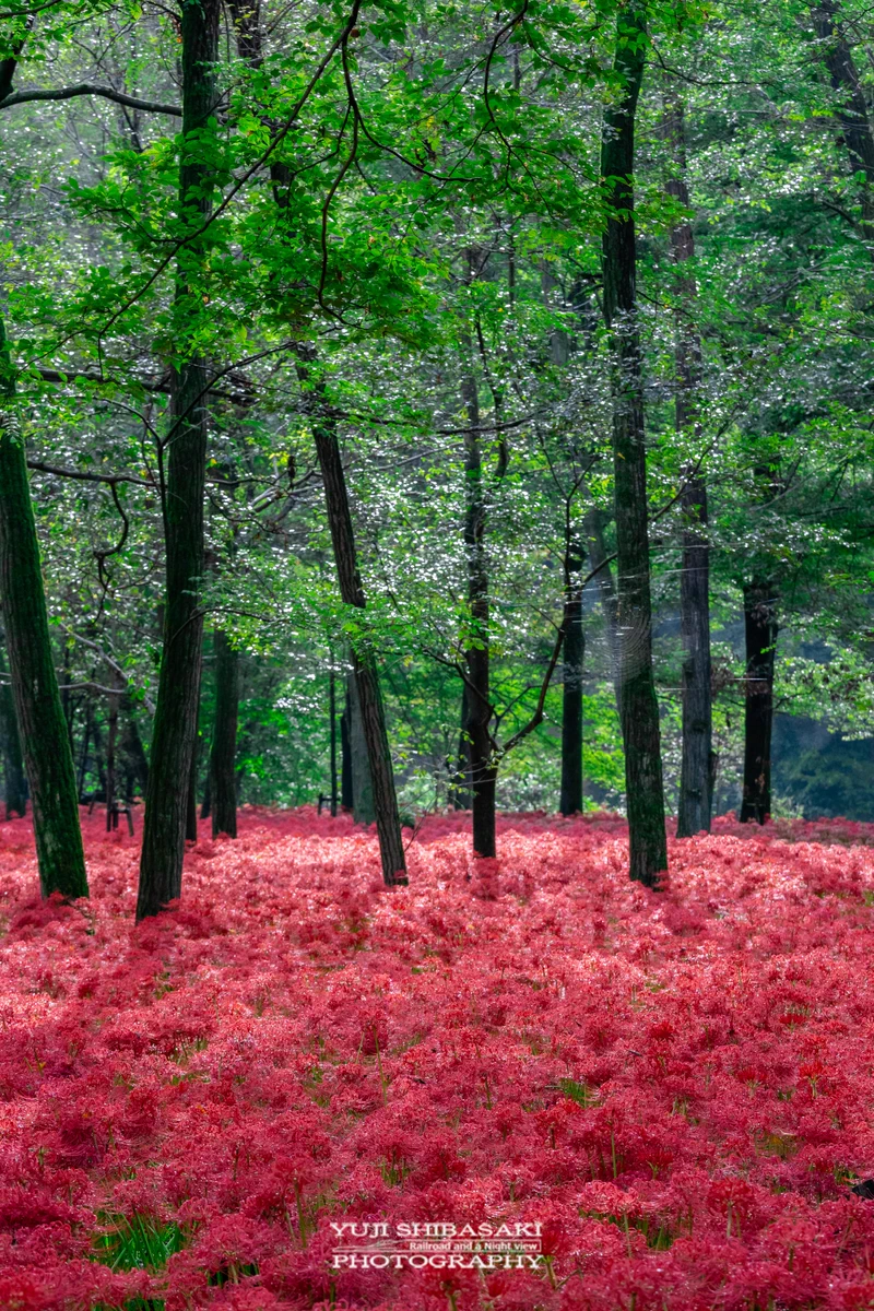 Yuji Shibasaki＠Photo on X: 