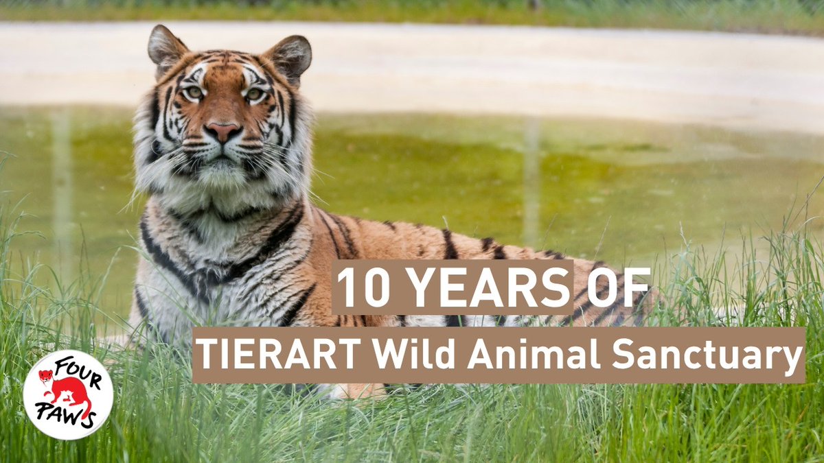 fourpawsint's tweet photo. 10 Years of TIERART Wild Animal Sanctuary 🐾 | FOUR PAWS | [SUBS]: ⚙️ Turn on *SUBTITLES* [CC] 10 Years Changing Lives. 🐯❤️ For a decade, TIERART Wild Animal Sanctuary and FOUR PAWS have worked side by side to give rescued big cats the life they… https://t.co/VGEfTnfLMb https://t.co/GuiudFP6i9